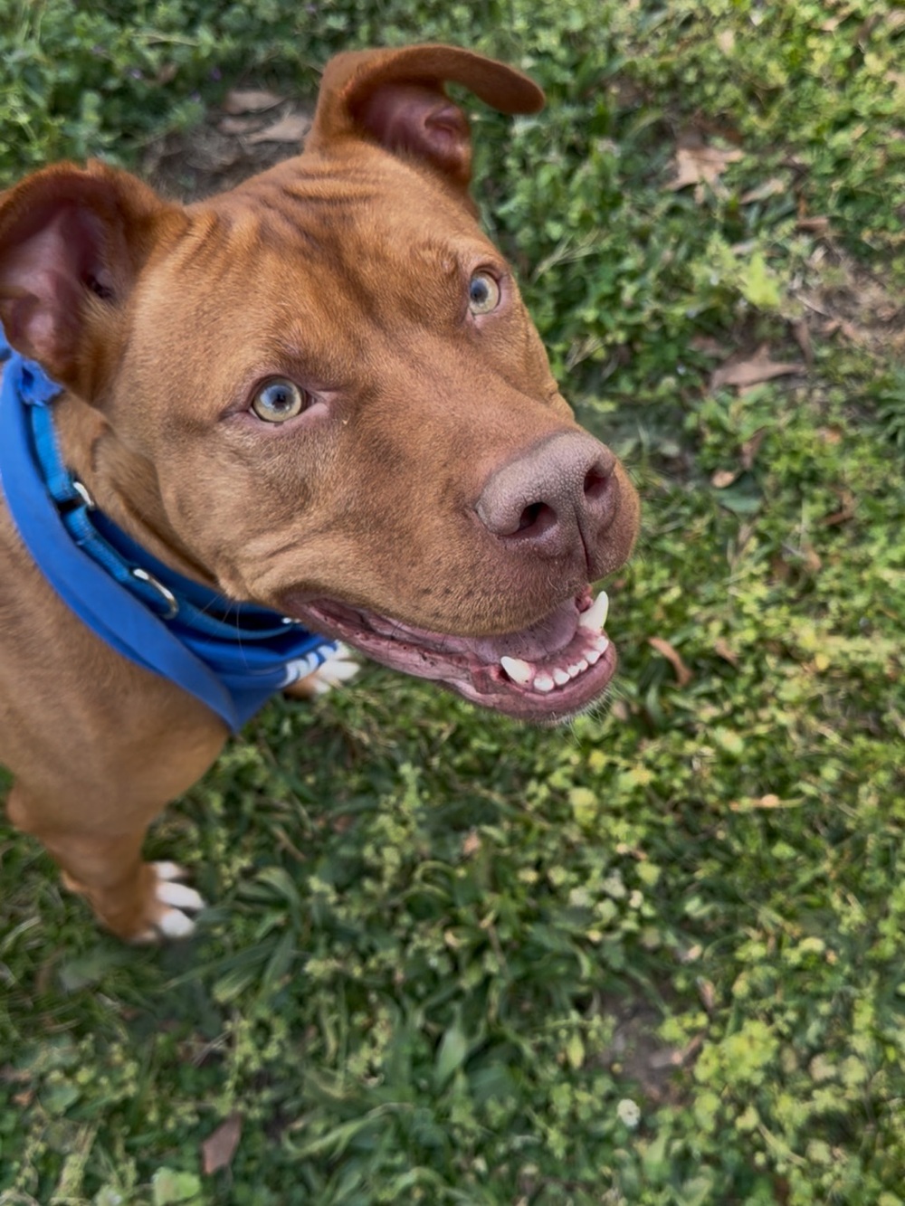 Boho for Besties Forever Dog Rescue Ranch - Picture 11 of 11